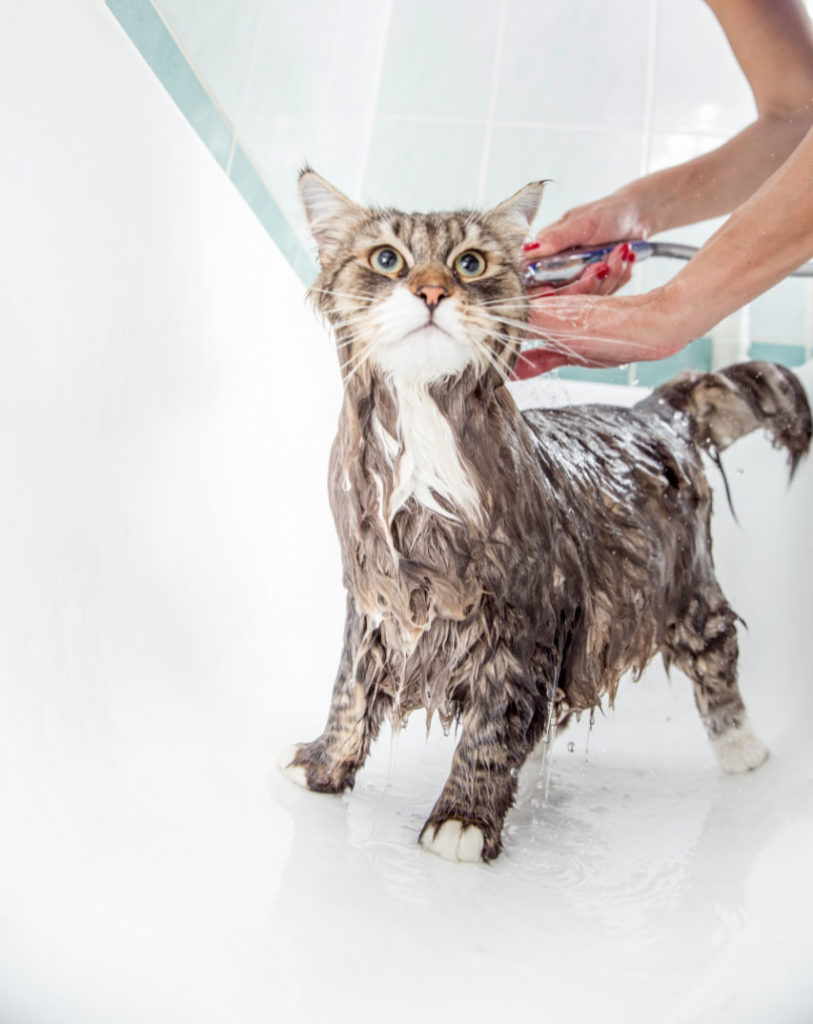 le chat sibérien apres la douche -supercroquettes
